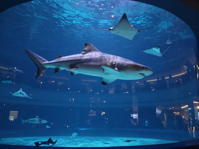 Discover the Magic of the Dubai Aquarium: An Unforgettable Experience